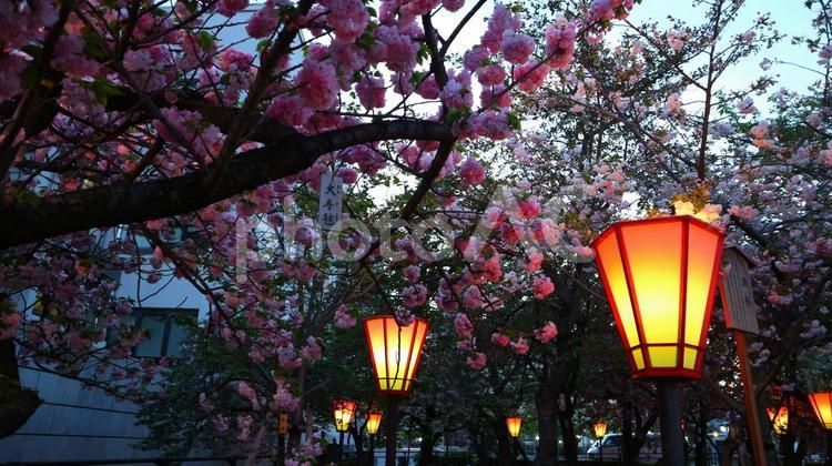 美しき八重桜 桜,八重桜,大阪の写真素材
