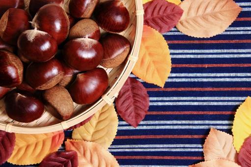 栗　2 栗,秋,fruitsの写真素材