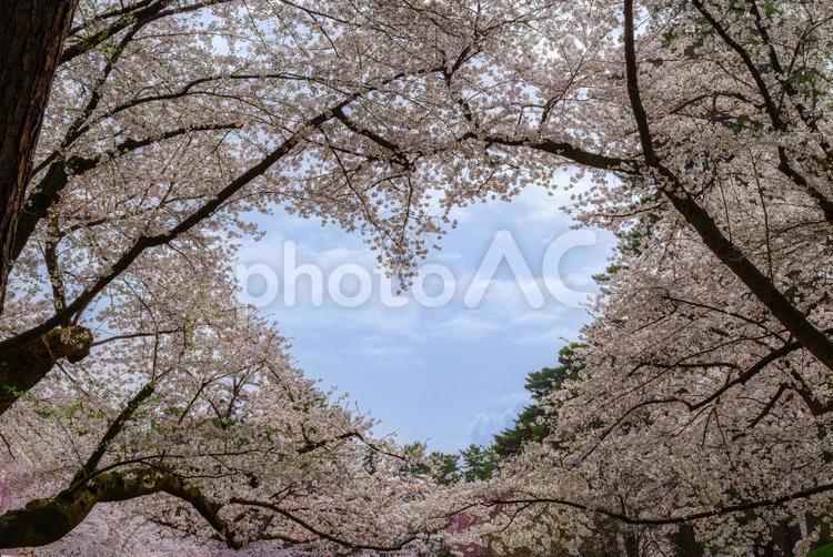 弘前公園　ハートの桜 桜,花,花びらの写真素材