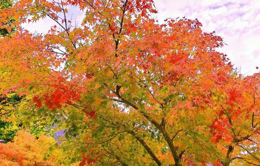 鮮やかなもみじの紅葉 紅葉,もみじ,秋の写真素材