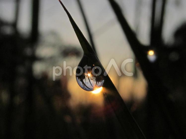 水滴と緑の葉と朝日Water drops 水滴,すいてき,waterの写真素材