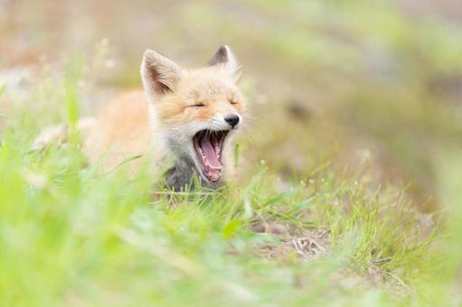 こぎつねの大あくび こぎつねの大あくびの写真