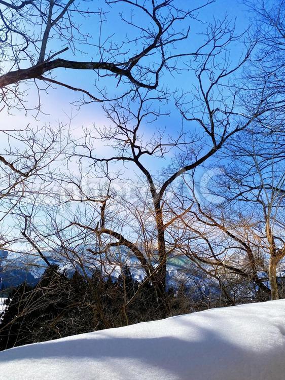 見上げる空に枝 1 枝,冬の木,雪景色の写真素材