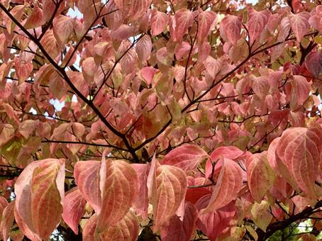 秋の紅葉の写真