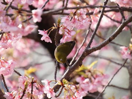 河津桜の枝にメジロ。 河津桜の枝にメジロ。の写真