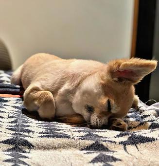 眠い犬 眠い犬の写真