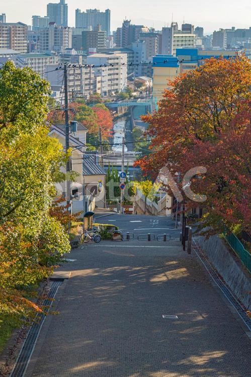 秋を感じさせる公園風景 快晴,木,植物の写真素材