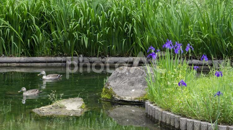 カキツバタとカルガモのいる風景 カキツバタ,アヤメ,花菖蒲の写真素材