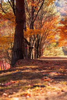 綺麗な紅葉 紅葉,もみじ,秋の写真素材