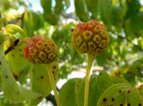 【花の写真】ヤマボウシの実 【花の写真】ヤマボウシの実 ヤマボウシ,山法師,実の写真素材