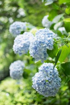 Hydrangea, JPG Hydrangea, JPG