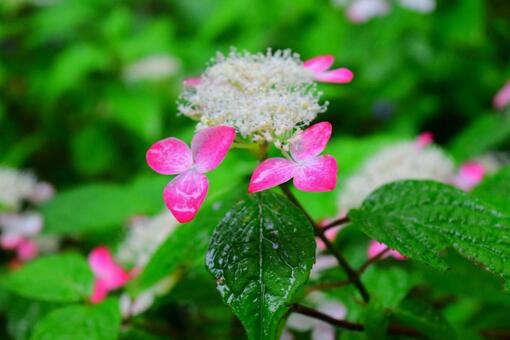 雨の日の紫陽花 雨の日の紫陽花の写真