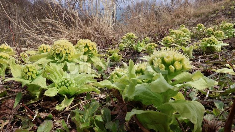 里山の蕗の薹 蕗の薹,ふきのとう,フキノトウの写真素材