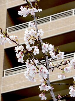 2月下旬、住宅街に咲く早咲きの玉縄桜 サクラ,花,木の写真素材