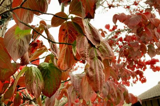 ハナミズキの紅葉 ハナミズキ,紅葉,赤い葉の写真素材