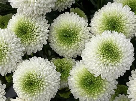 花(ピンポン菊) 花(ピンポン菊) 花,アップ,植物の写真素材