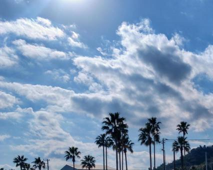 空とヤシの木 空とヤシの木 ヤシの木,青空,日差しの写真素材