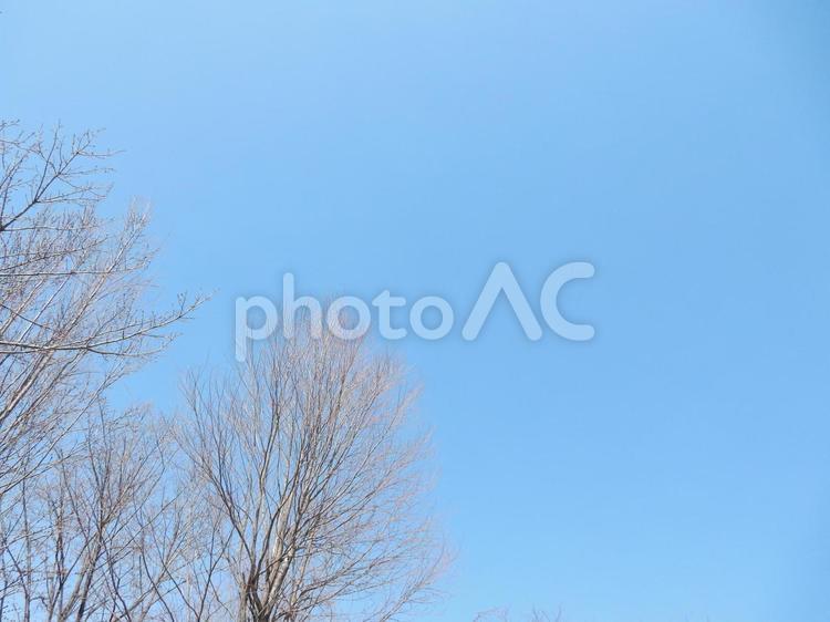 枯れ木と空 枯れ木,空,寒空の写真素材