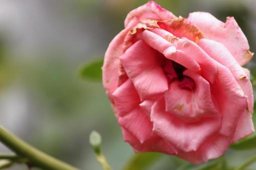 枯れかけたバラ バラ,薔薇,花の写真素材