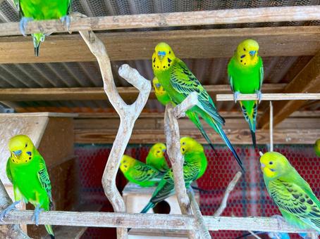 可愛いインコの大群 可愛いインコの大群の写真