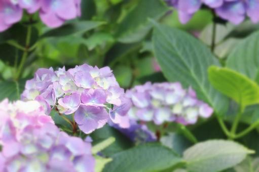 薄紫の紫陽花の花 薄紫の紫陽花の花の写真