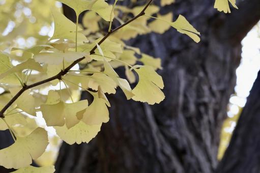 イチョウの木 紅葉,秋,風景の写真素材