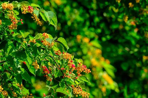Photo, uwa mizakura, gray's bird cherry, rose family, 