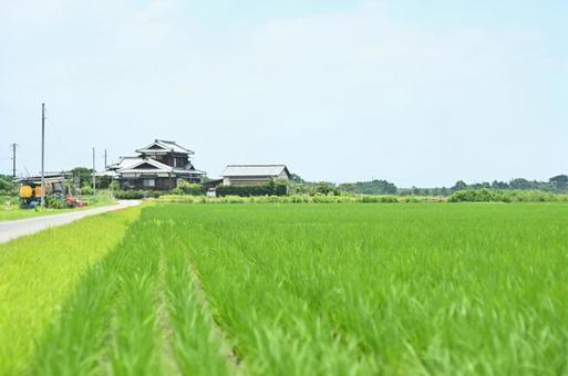 なつのたんぼ なつのたんぼの写真