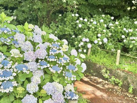 紫陽花の道 紫陽花の道の写真