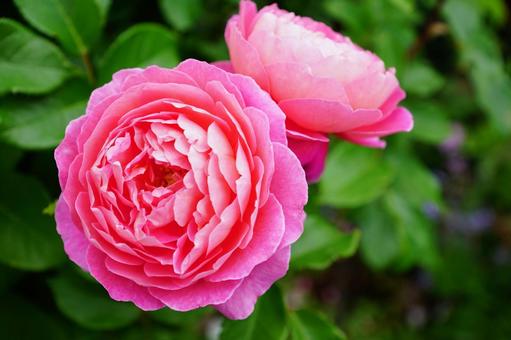 薔薇 バラ,薔薇,ピンクの写真素材