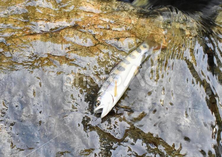 真夏の渓流釣り 渓流釣り,釣り,渓流の写真素材