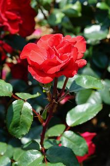 荒牧バラ園687　グルースアンバイエルンの写真