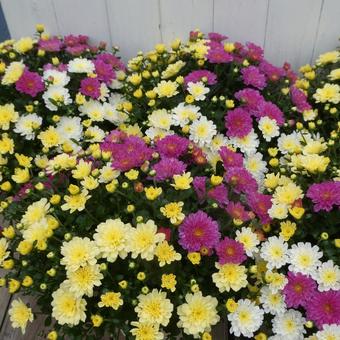 秋の花壇　カラフルな小菊 ビタマム 花,菊,小菊の写真素材