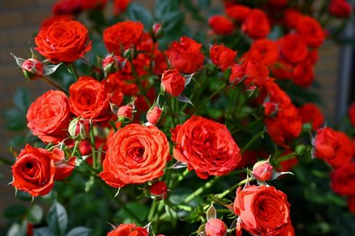 赤いミニバラ 赤いミニバラ 薔薇,バラ,赤いバラの写真素材