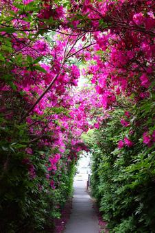 Azalea tunnel at Busshozan Park in early May, JPG