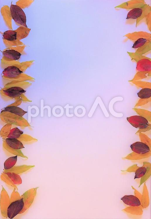 縦型フレーム　紅葉した小さな葉 秋,葉,紅葉の写真素材