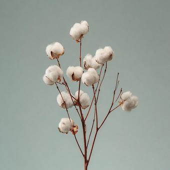 柔らかな綿花が織りなす癒やし 柔らかな綿花が織りなす癒やしの写真