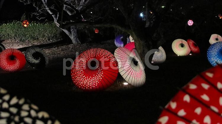 岩本山公園　早春梅園の和傘アート 夜景,春,梅園の写真素材