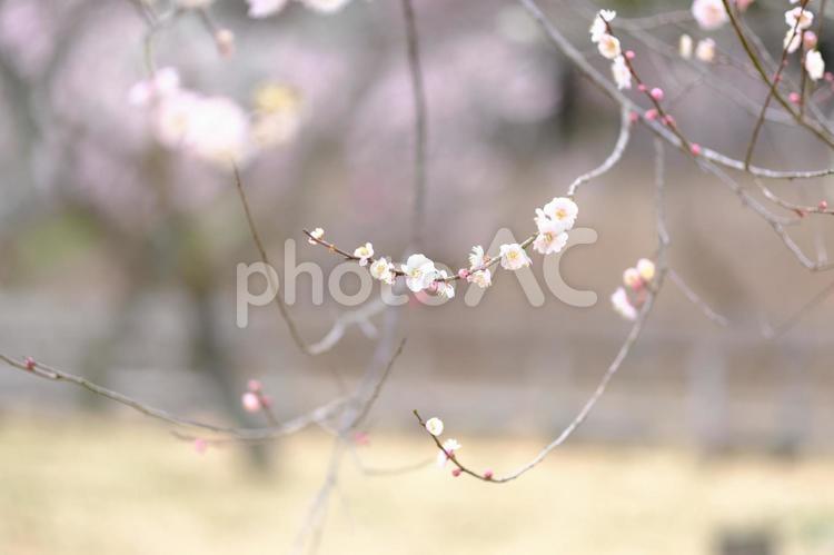 梅の花の風景 梅の花,梅,新春の写真素材