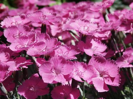 ナデシコ・撫子 ナデシコ・撫子 ナデシコ,花風景,草花の写真素材