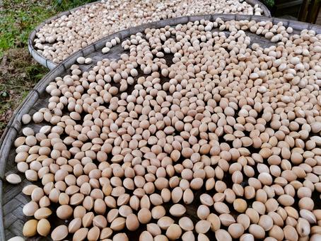 いっぱい取った　ぎんなん　洗い干し　１ ぎんなん,実,秋の味覚の写真素材