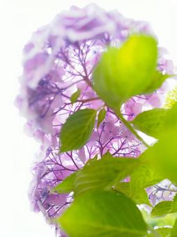 Purple hydrangea with transparent calyx, JPG