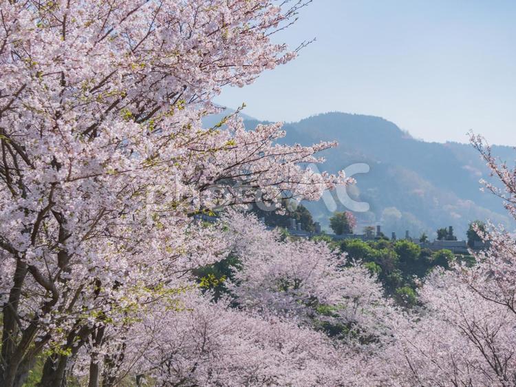 桜の見える風景 日本,桜,綺麗の写真素材