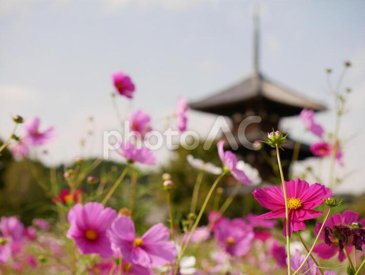 コスモスと五重塔 コスモス,秋桜,秋の写真素材
