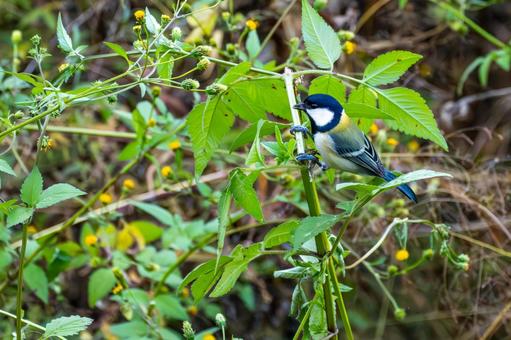 シジュウカラ(99)の写真