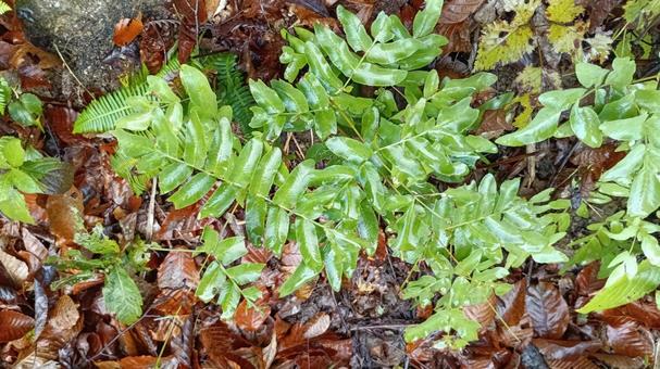 日本の沢等に自生するシダの仲間ヤブソテツ ヤブソテツ,シダ,植物の写真素材
