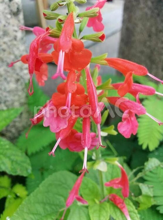 花　サルビア　セージ　緋衣草　ひごろもそう　ヒゴロモソウ　燃える思い　尊敬　知恵　家族愛 サルビア,セージ,緋衣草の写真素材