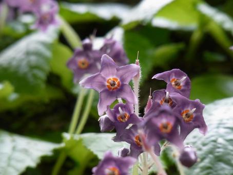 岩肌に咲くイワタバコ、群生に寄る 岩肌に咲くイワタバコ、群生に寄る イワタバコ,花,植物の写真素材