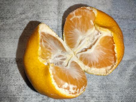 半分こ 予定の 愛媛みかん 白背景 みかん,半分こ,分けるの写真素材