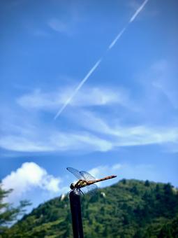 トンボ トンボの写真